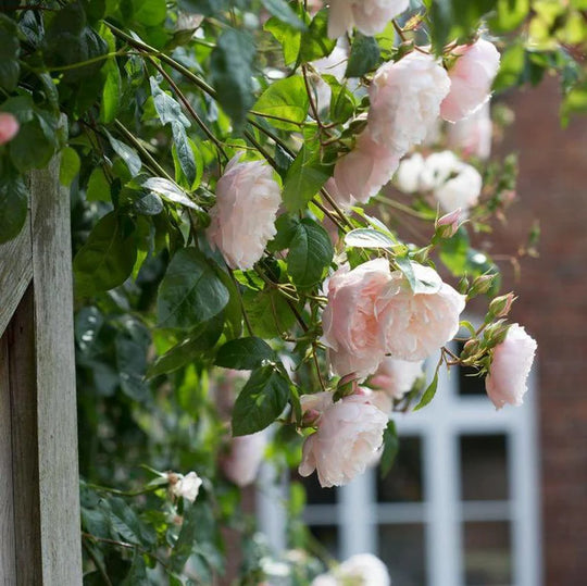 The Generous Gardener - David Austin Rose
