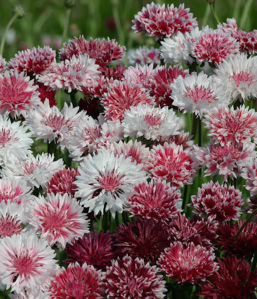 Bachelor Buttons Romantic - McKenzie Seeds
