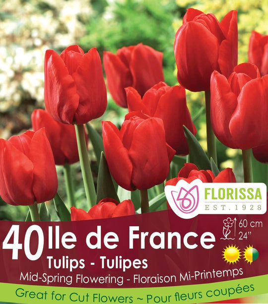 Tulip - Ile de France - Mesh Bag, 40 Pack
