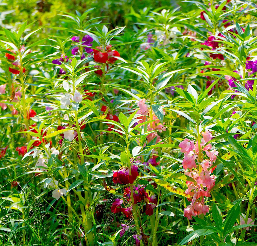 Balsam Brilliant Mixture - Ontario Seed Company