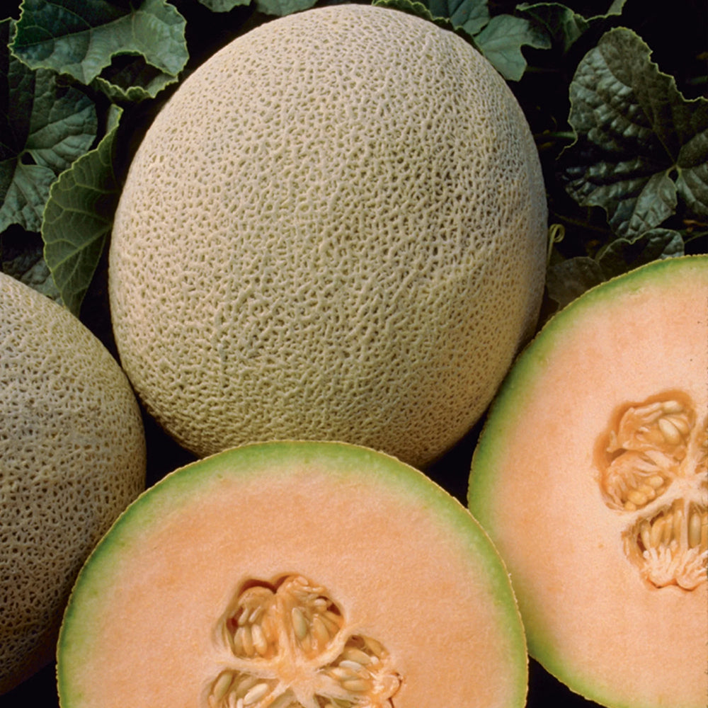 Cantaloupe Honey Rock Melon - Burpee Seeds