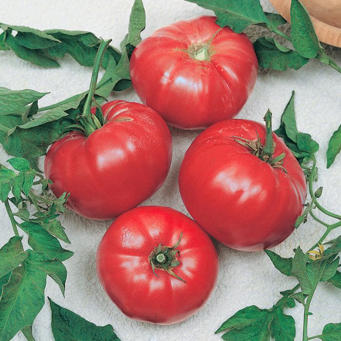 Tomato Beef Maestro Hybrid - McKenzie Seeds