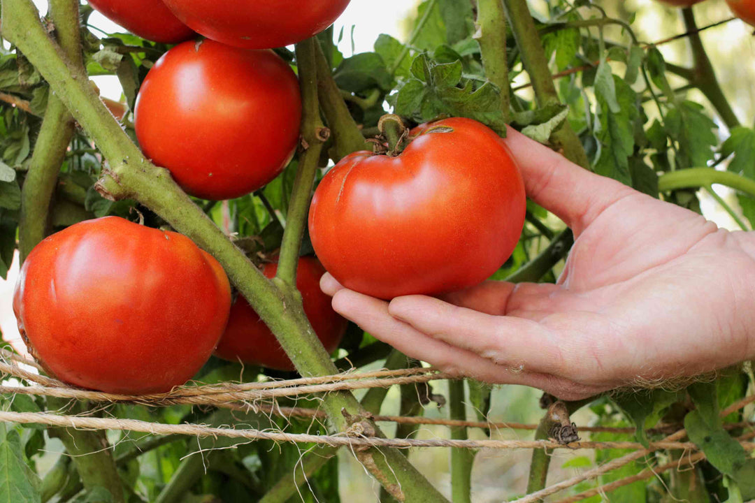 Tomato Super Beefsteak - Burpee Seeds