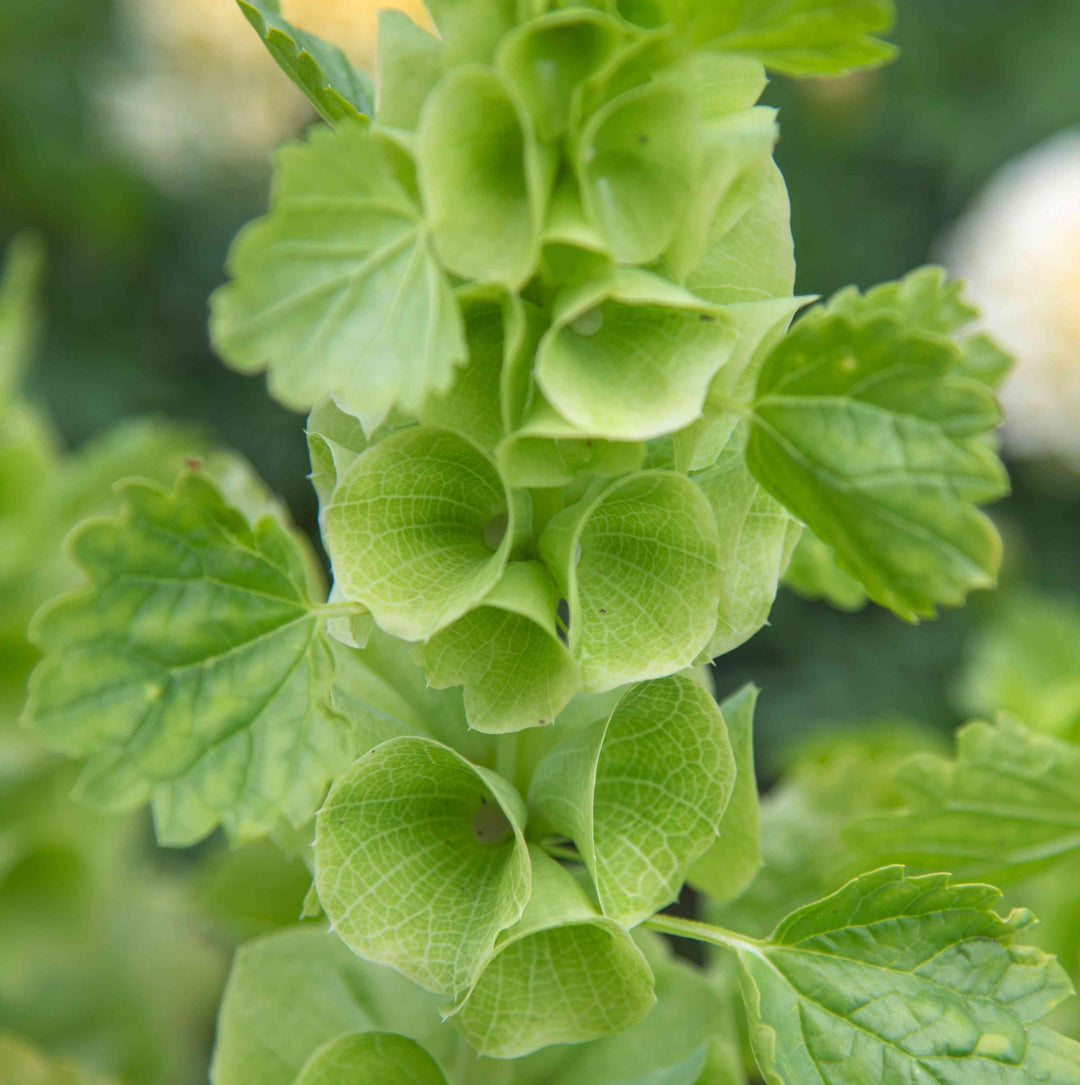 Bells of Ireland - Pacific Northwest Seeds