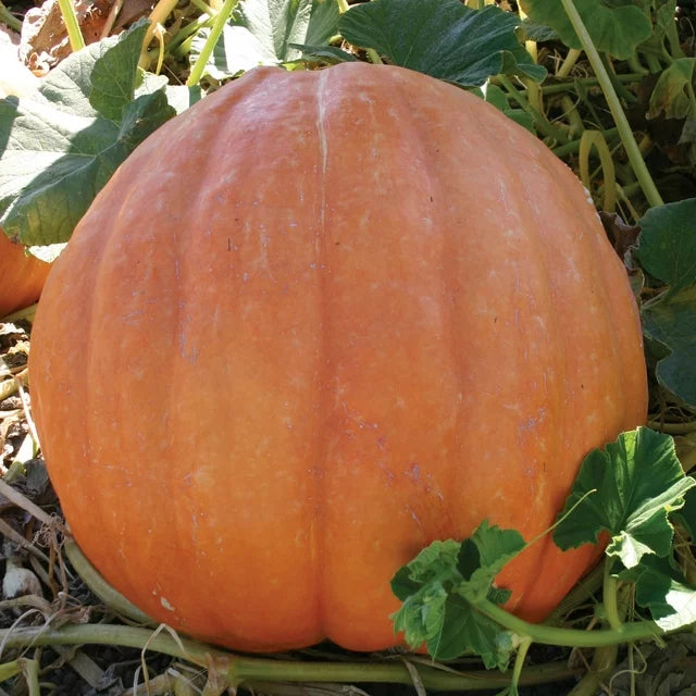 Pumpkin Big Moon - Burpee Seeds