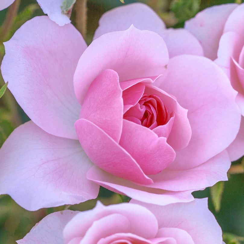 Bonica - Star Roses and Plants