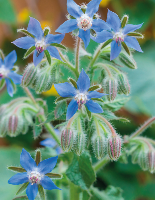 Borage - Mr. Fothergill's Seeds