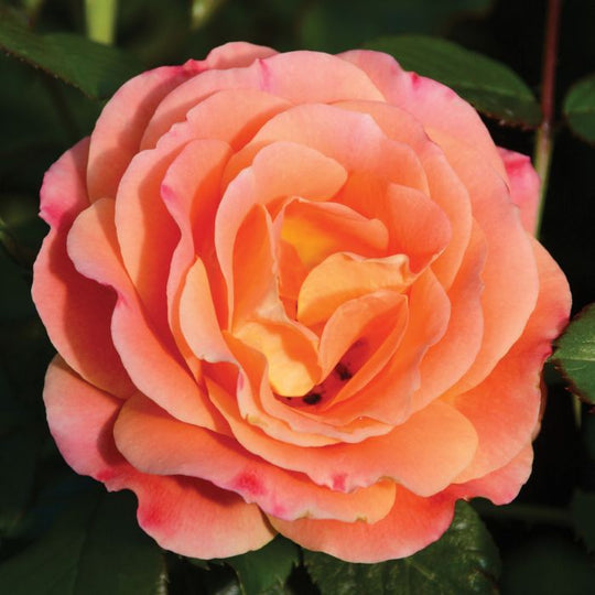 Burst of Joy - Weeks Rose