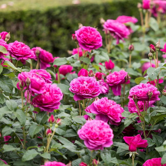 James L. Austin - David Austin Rose