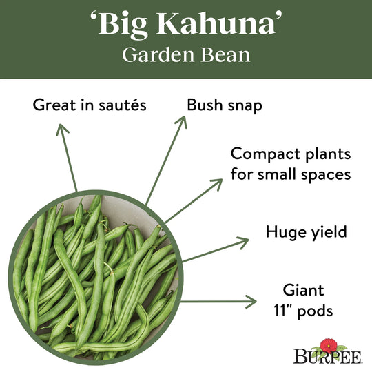 Bean Big Kahuna Bush - Burpee Seeds