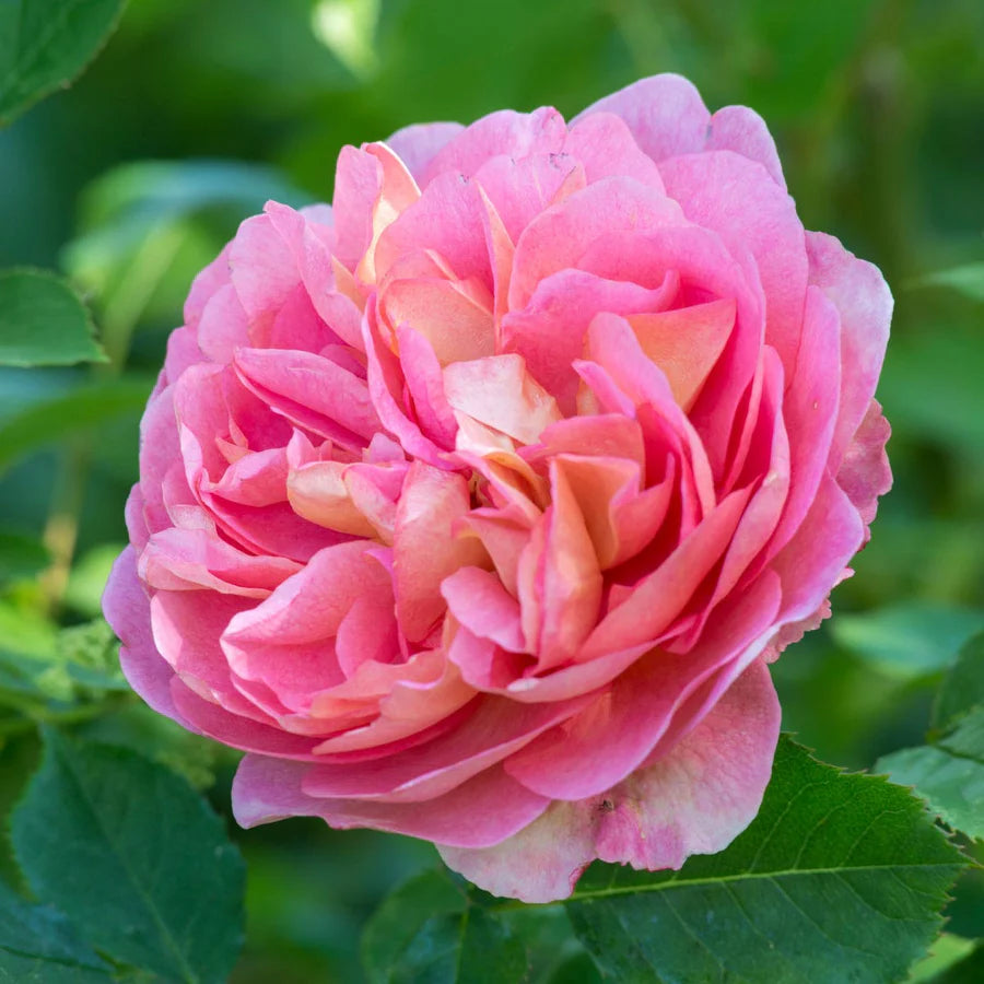 Boscobel - David Austin Rose