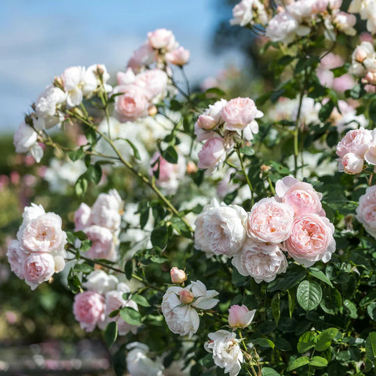 Gentle Hermione - David Austin Rose