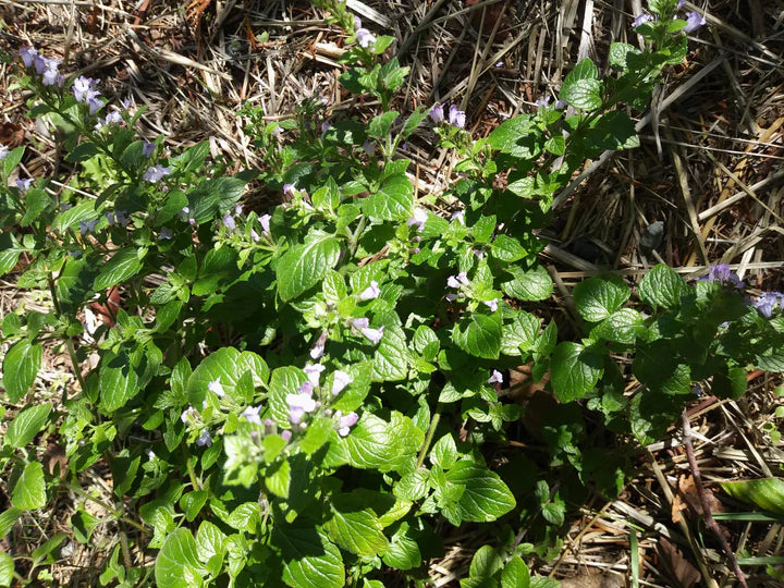 Calamint - Eagleridge Seeds