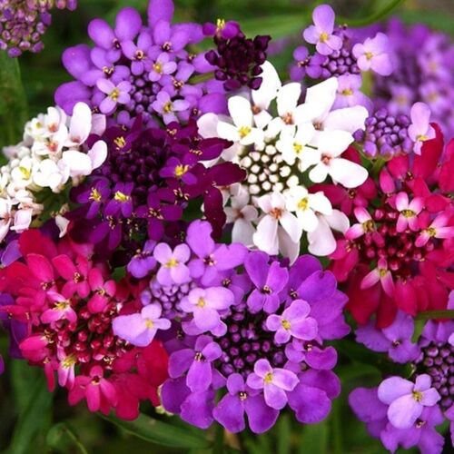 Candytuft Dwarf Fairy Mix - Pacific Northwest Seeds