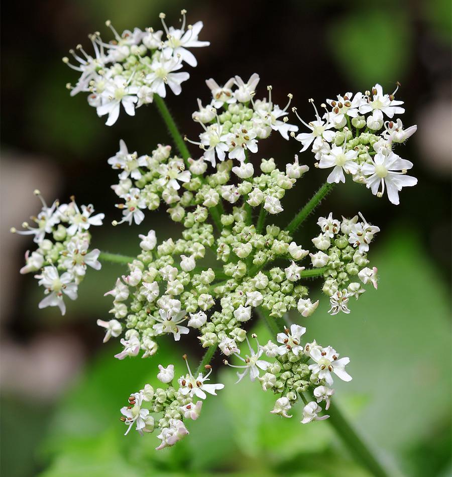 Caraway - Pacific Northwest Seeds