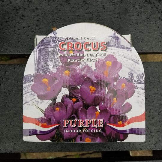 Spring and Winter Flowering Ceramic Bowl Kits