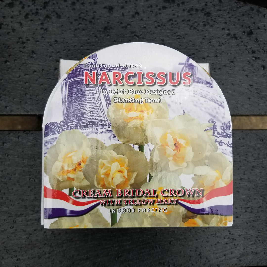 Spring and Winter Flowering Ceramic Bowl Kits