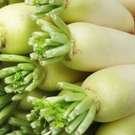 Radish China White - Ontario Seed Company