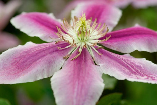 Clematis Dr. Ruppel