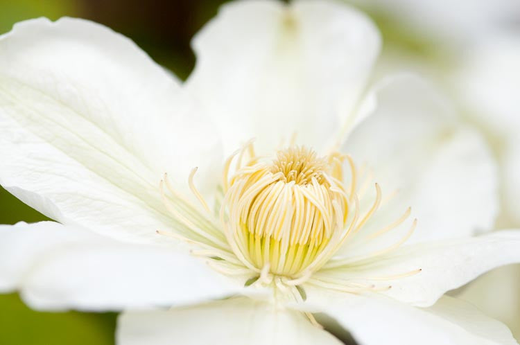 Clematis Guernsey Cream