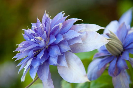 Clematis Multi Blue