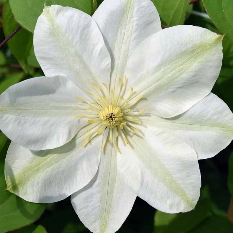 Clematis Guernsey Cream