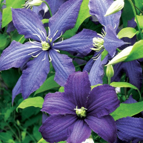 Clematis Rhapsody