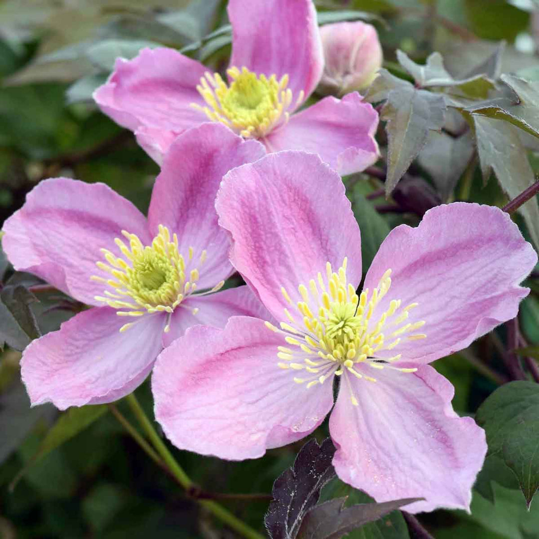 Clematis Montana Tetrarose