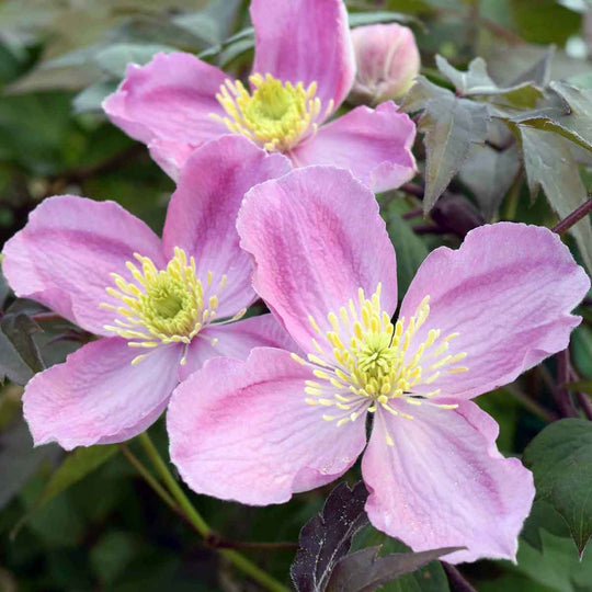 Clematis Montana Tetrarose