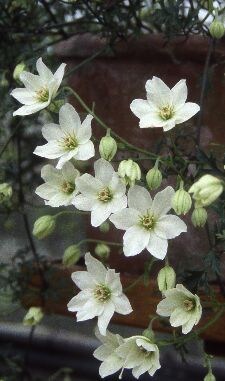 Clematis Toki
