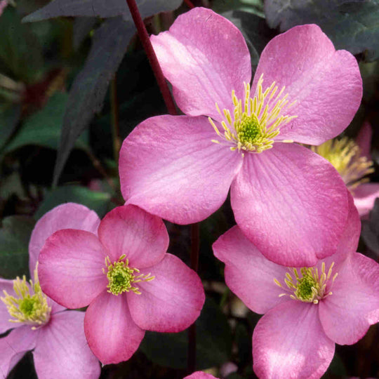 Clematis Montana Freda