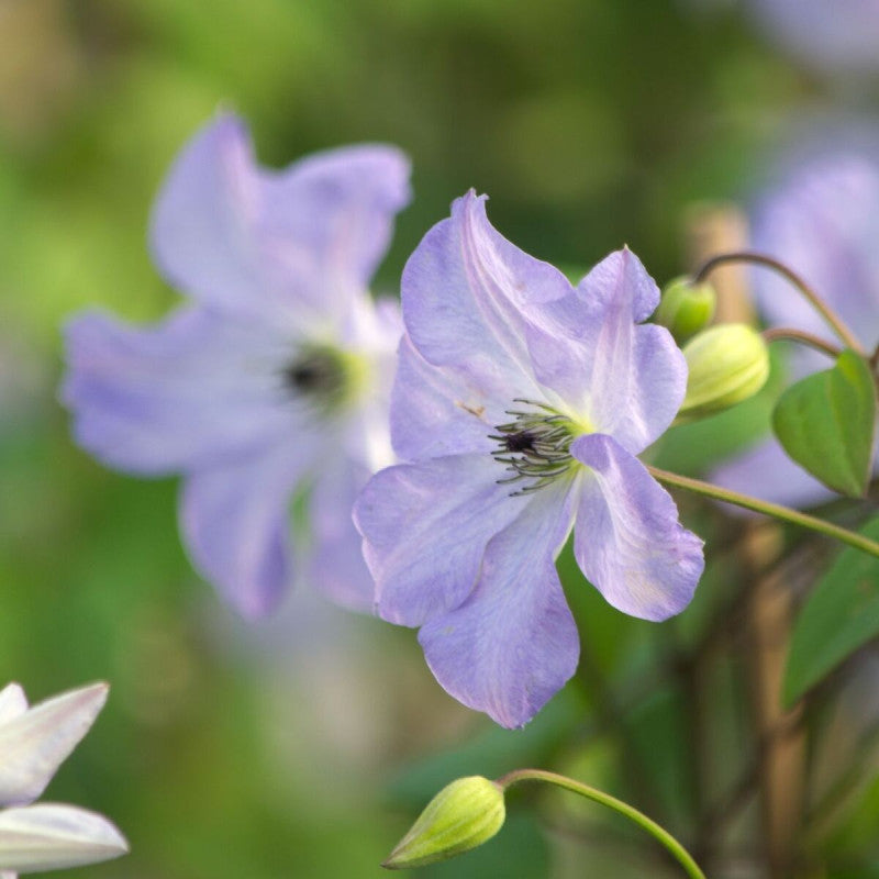 Clematis Vancouver Sea Breeze
