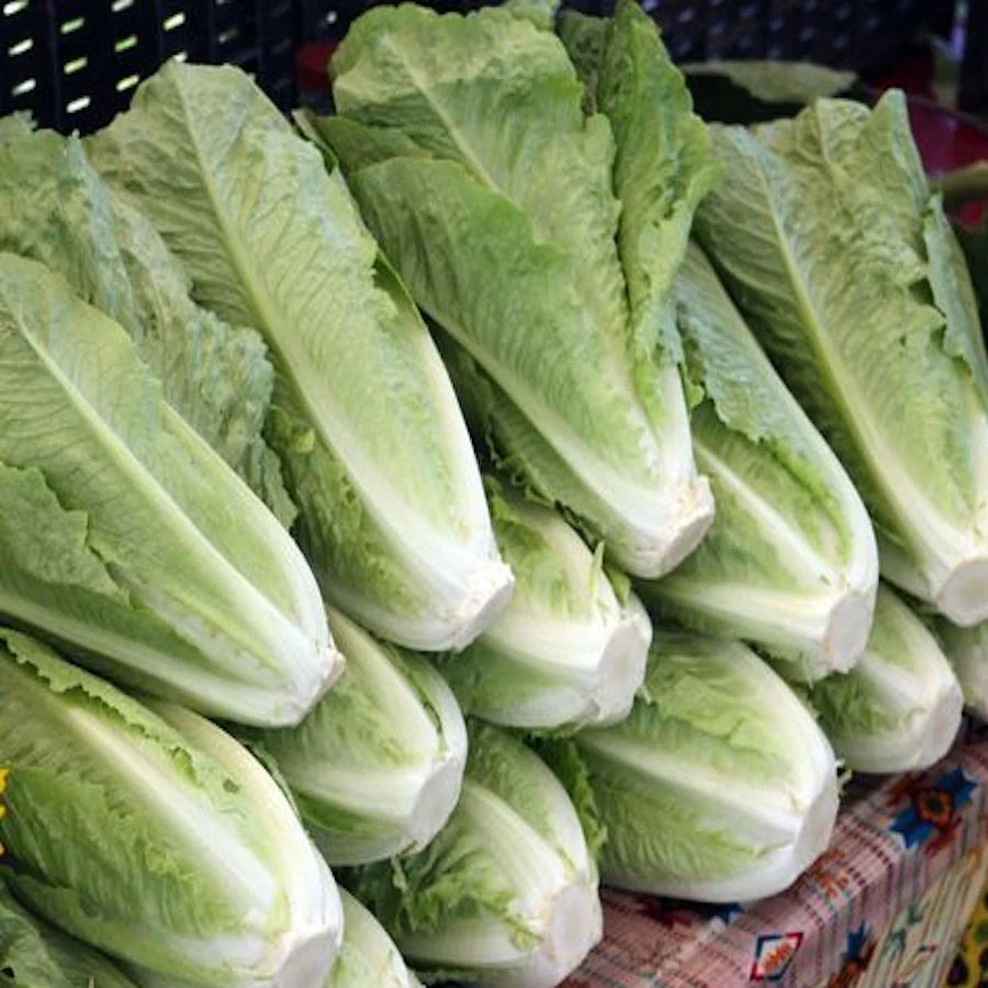 Romaine Coastal Star - Saanich Organics