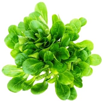 Corn Salad Lamb's Lettuce - Ontario Seed Company