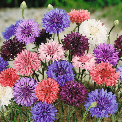 Bachelor Button Polka Dot - Pacific Northwest Seeds