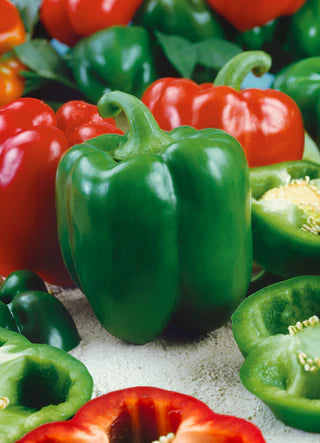 Pepper California Wonder, Sow Easy - McKenzie Seeds