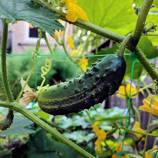 Cucumber Marketmore Slicing - Pacific Northwest Seeds