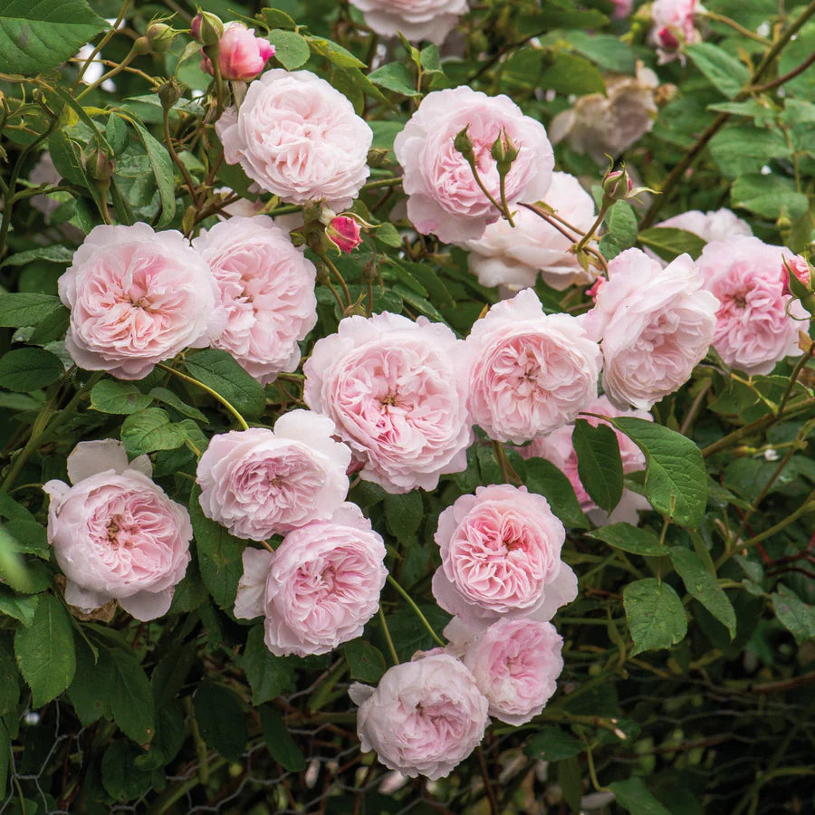 The Albrighton Rambler - David Austin Rose