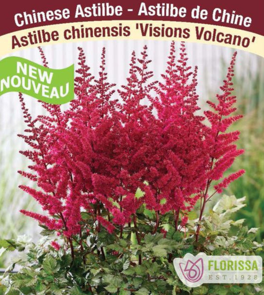 Astilbe – Visions Volcano, 1 Pack