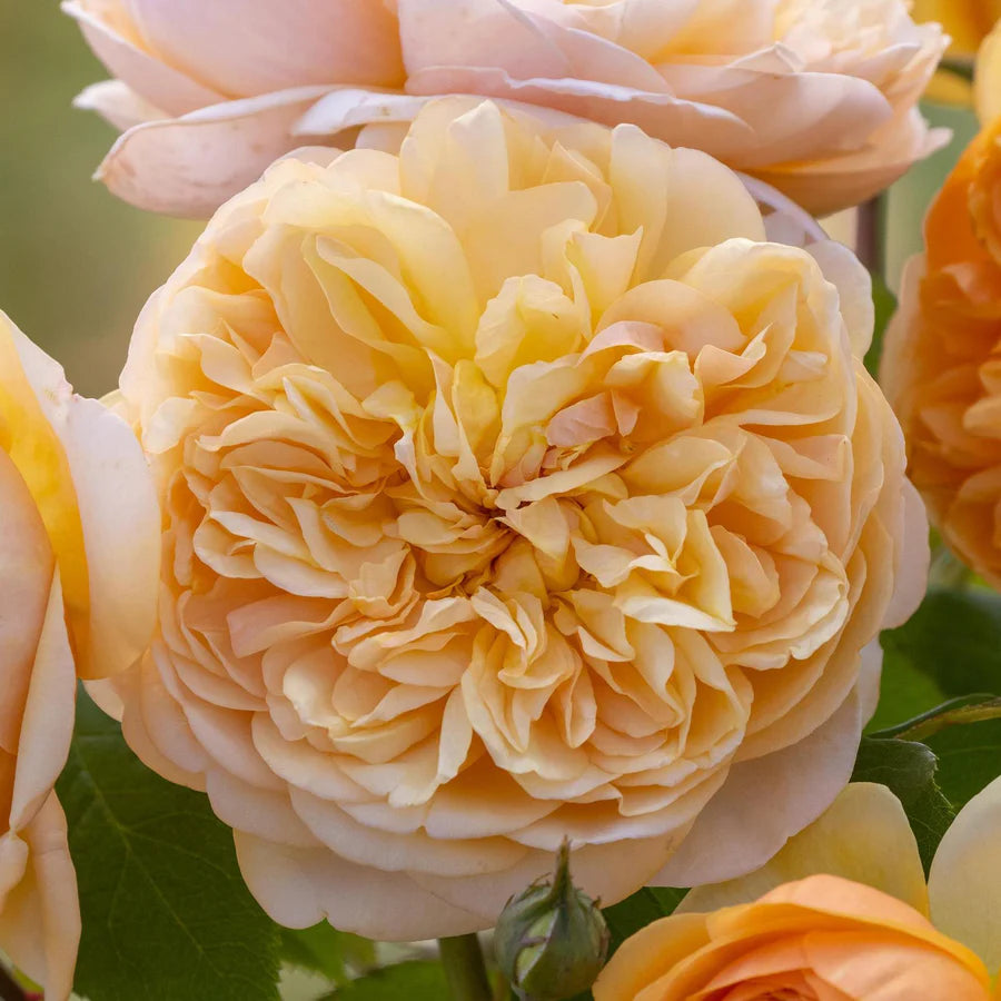 Bring Me Sunshine - David Austin Rose – Wildwood Outdoor Living