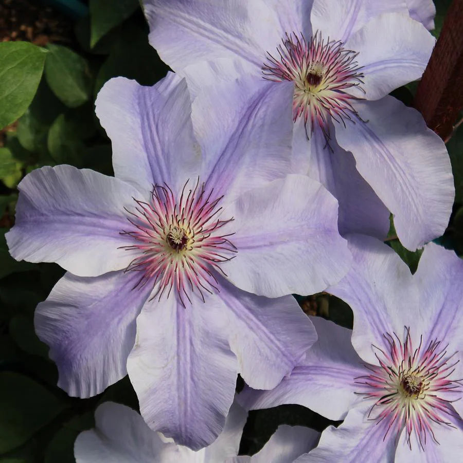 Clematis Vancouver Deborah Dahl