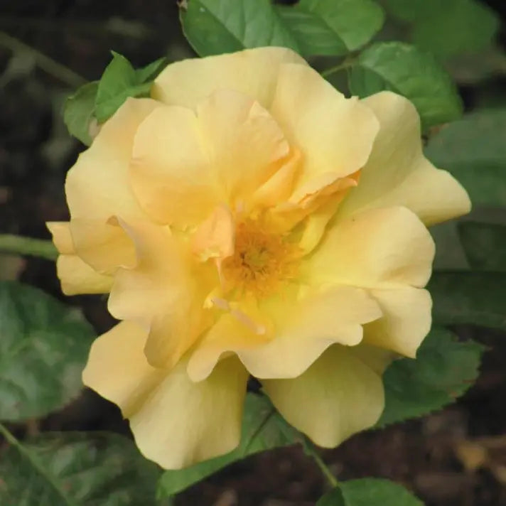 Bill Reid - Cold Hardy Rose