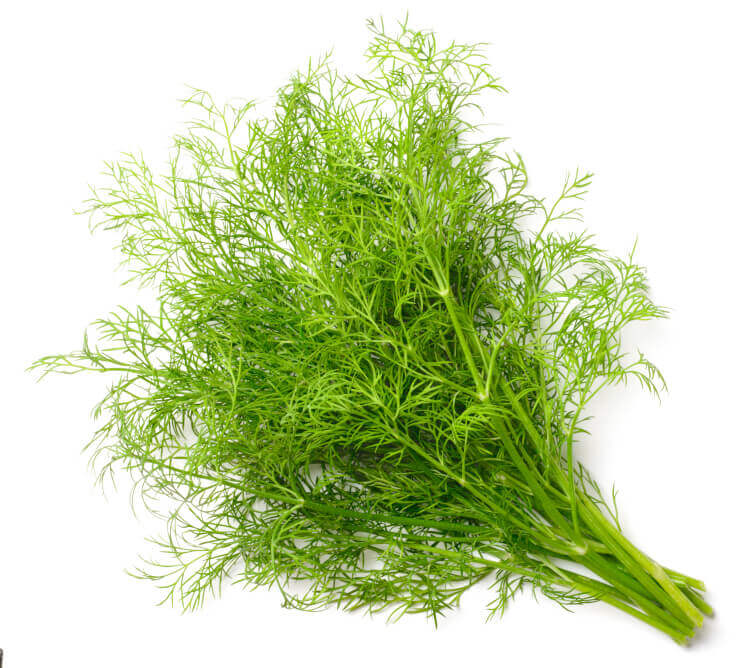 Dill - Ontario Seed Company