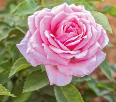 Belinda's Dream - Weeks Rose