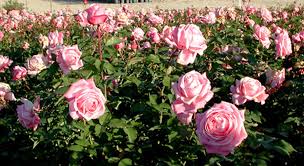 Belinda's Dream - Weeks Rose