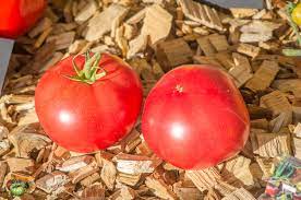 Tibet Early Bush Tomato - Eagleridge Seeds