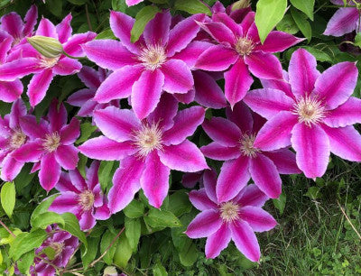Clematis Dr. Ruppel