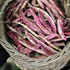 Bean Dwarf Horticultural Taylor - Ontario Seed Company