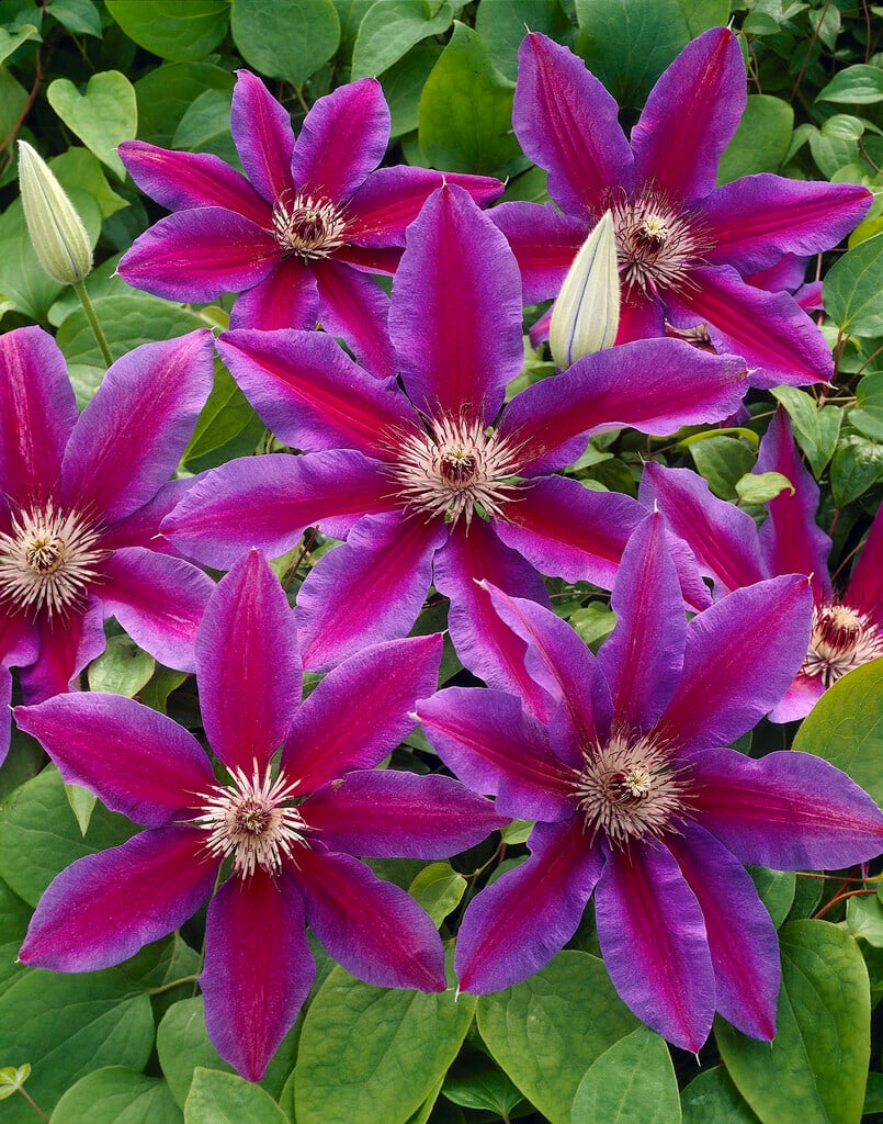 Clematis Fireworks