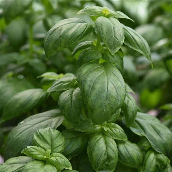 Basil Everleaf Emerald Tower - Ontario Seed Company